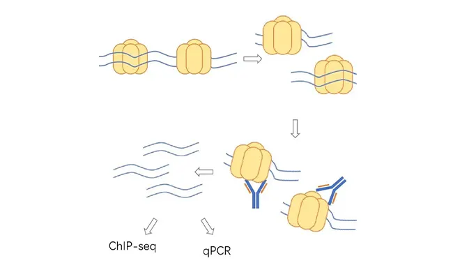 خدمات تسلسل ChIP