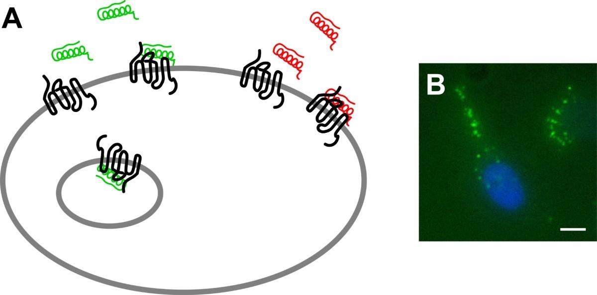 GPCR غشاء البروتين Microarray