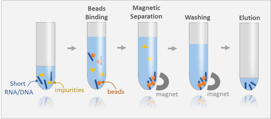 الرف المغناطيسي لعزل الحمض النووي الريبي