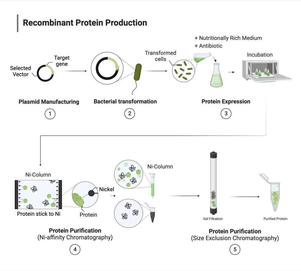 فاصل مغناطيسي لتنقية البروتين