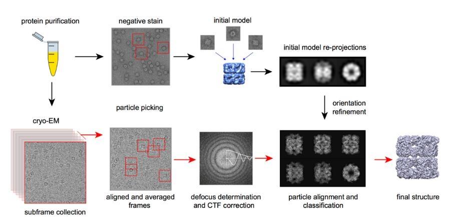 Cryo-EM: تصور الجزيئات الحيوية بدقة قريبة من الذرة
