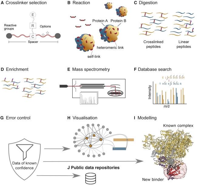 XL-MS: رسم خريطة تفاعلات البروتينات خارج البنية