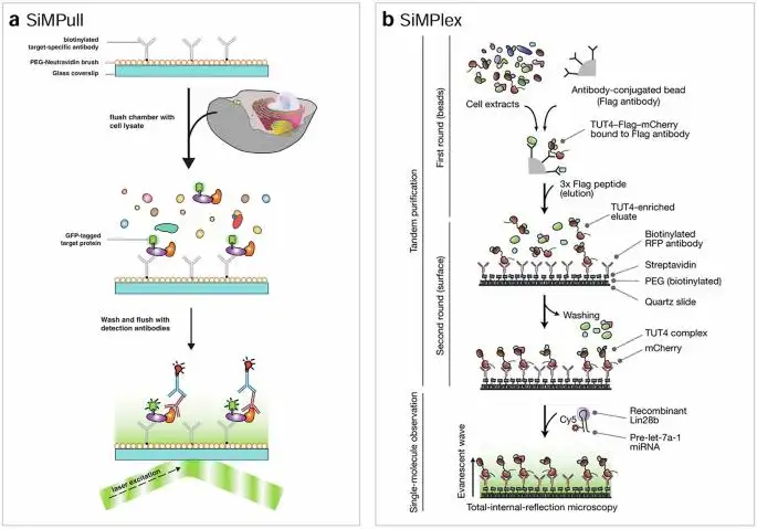 Nucleic Acid Imaging System