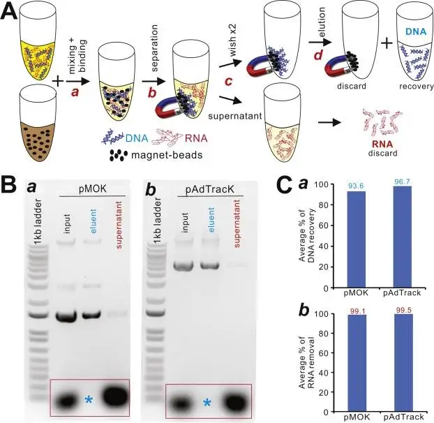 رف تنقية البلازميدات المغناطيسي
